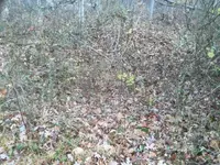 ImageUploadedByTreasureNet.com1480097012.711092.webp