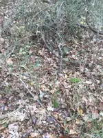 ImageUploadedByTreasureNet.com1480097042.344950.webp