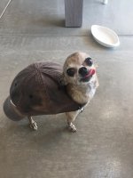 chihuahua in a hat.jpg