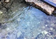 honey-hole.webp