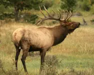 bull elk.webp