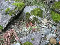 mf gorge.webp