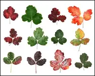poison_oak_detail.webp poison_oak_detail.webp