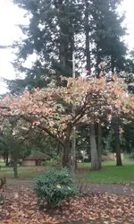 20161113_110335.webp