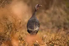 Turkey.webp