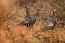 Turkeys.webp