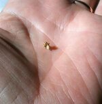 gold nugget on hand 2.jpg