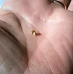 gold nugget on hand 2.webp