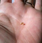gold nugget on hand 3.jpg