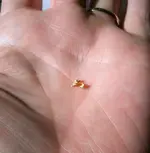 gold nugget on hand 3.webp