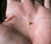 gold nugget on hand 4.jpg