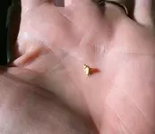 gold nugget on hand 4.webp