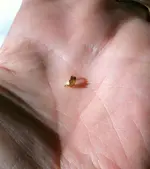 gold nugget on hand 7.webp