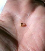 gold nugget on hand 7.jpg