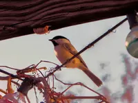 chickadee 1.webp