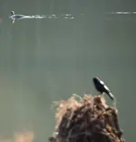 Merganser and Crow.webp Merganser and Crow.webp