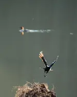 Crow and Merganser.webp Crow and Merganser.webp