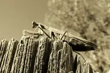 mantis 2.webp