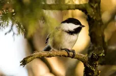 Bright-Eyed Chickadee.webp Bright-Eyed Chickadee.webp