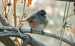 chickadee 3 other bird.webp
