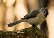 Distracted Titmouse.webp Distracted Titmouse.webp