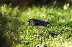 Junco.webp Junco.webp