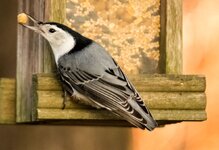 Nuthatch and suet nugget.JPG