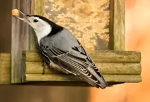 Nuthatch and suet nugget.webp Nuthatch and suet nugget.webp