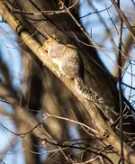 Sunning Squirrel.webp Sunning Squirrel.webp