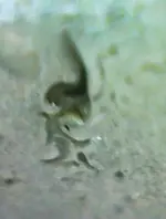ant-crop.webp