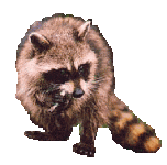 coon1.gif
