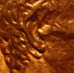 1984 Doubled Ear closeup.webp
