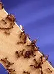 fire ants.webp