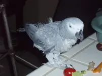 birds and motorhme 021.webp