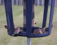 house finches 11-27-07.webp