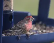 house finch male 11-27-07.webp