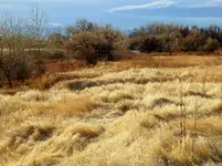 walk 121516 1.webp