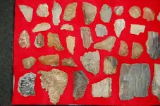 Texas Petrified Wood (4).webp
