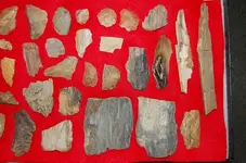 Texas Petrified Wood (5).webp
