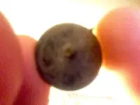 backof1800sflatbutton.webp