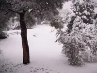 Front.Yard.webp