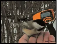 bird 2.webp