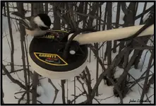 bird 3.webp