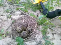27052012286.webp