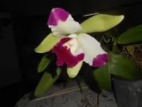 DSCN1235.webp