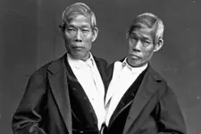 siamese.webp