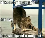 024-FUNNY-CAT-MEME.webp