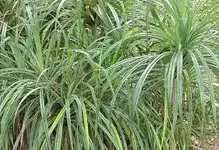 plant.webp