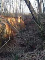 Creek2.webp