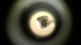 mammal tooth 2.webp